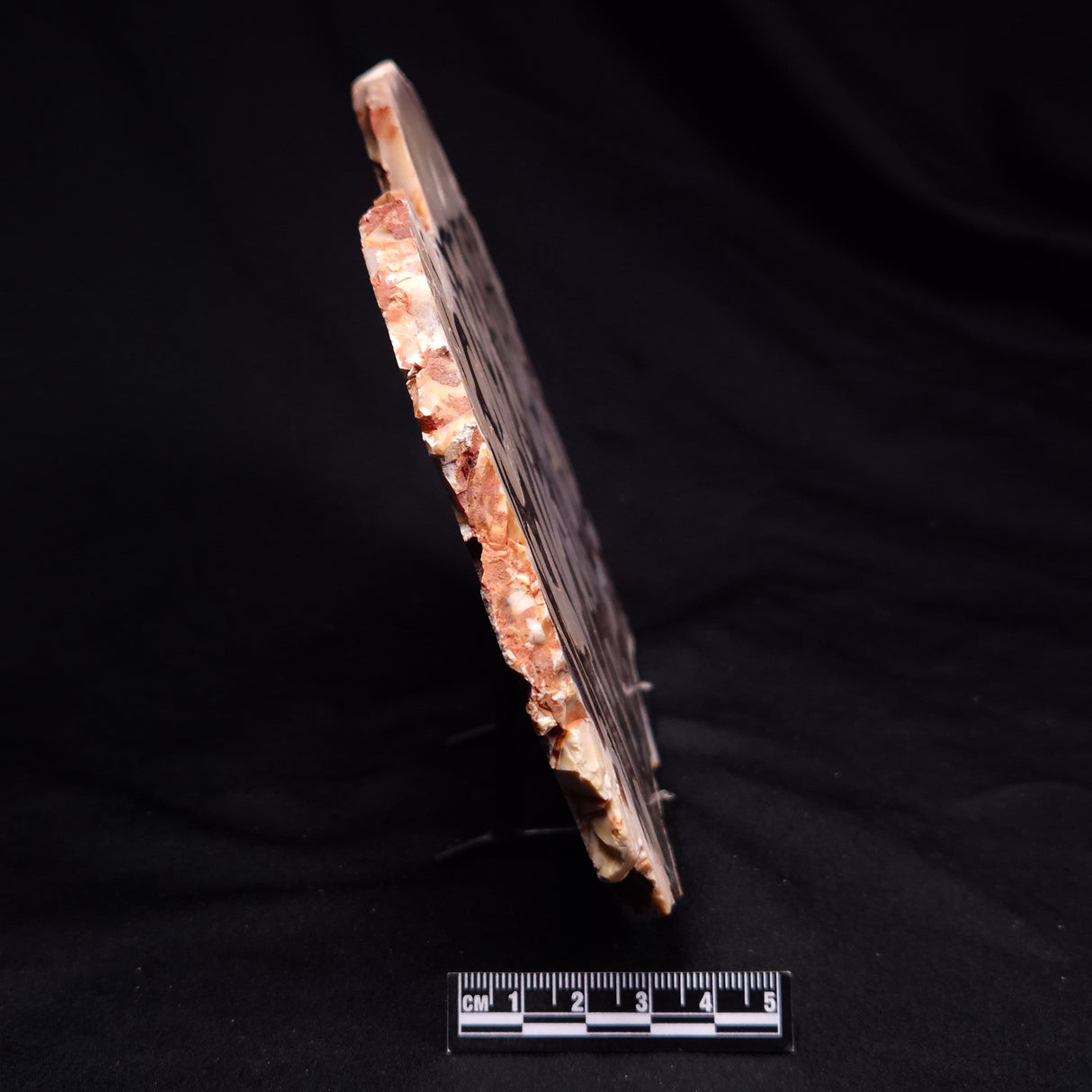 PEANUT WOOD PETRIFIED WOOD, Cretaceous, Australia ZPW035