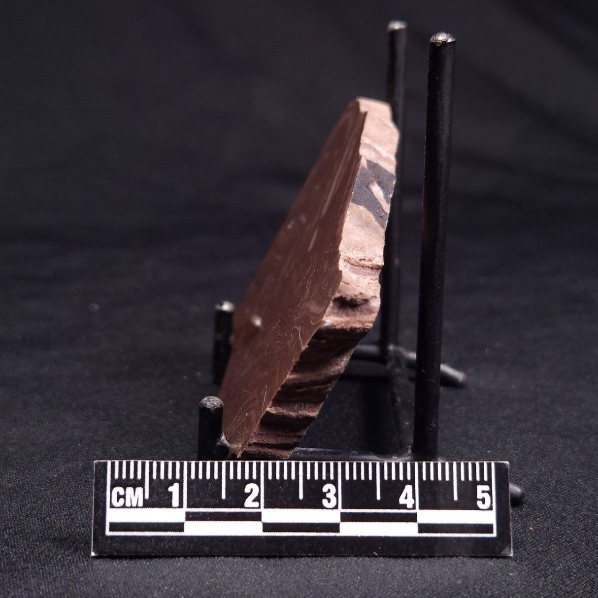 KUSSOIDELLA CF. LIMATA, Paleoproterozoic, Canada ZKL001