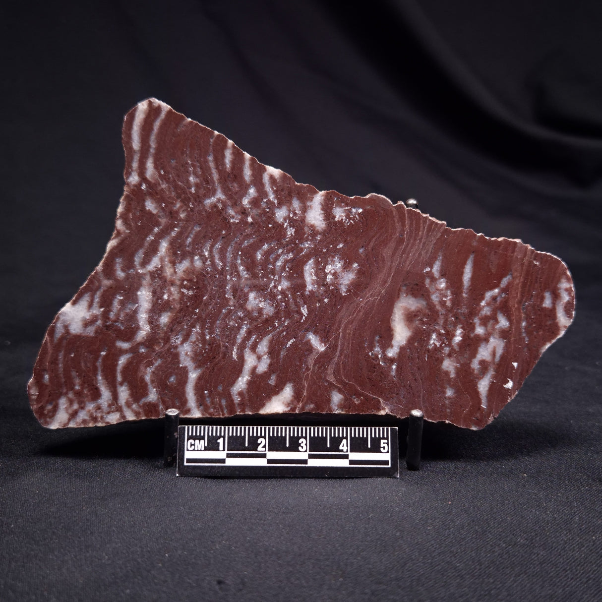 KUSSOIDELLA CF. LIMATA, Paleoproterozoic, Canada ZKL002