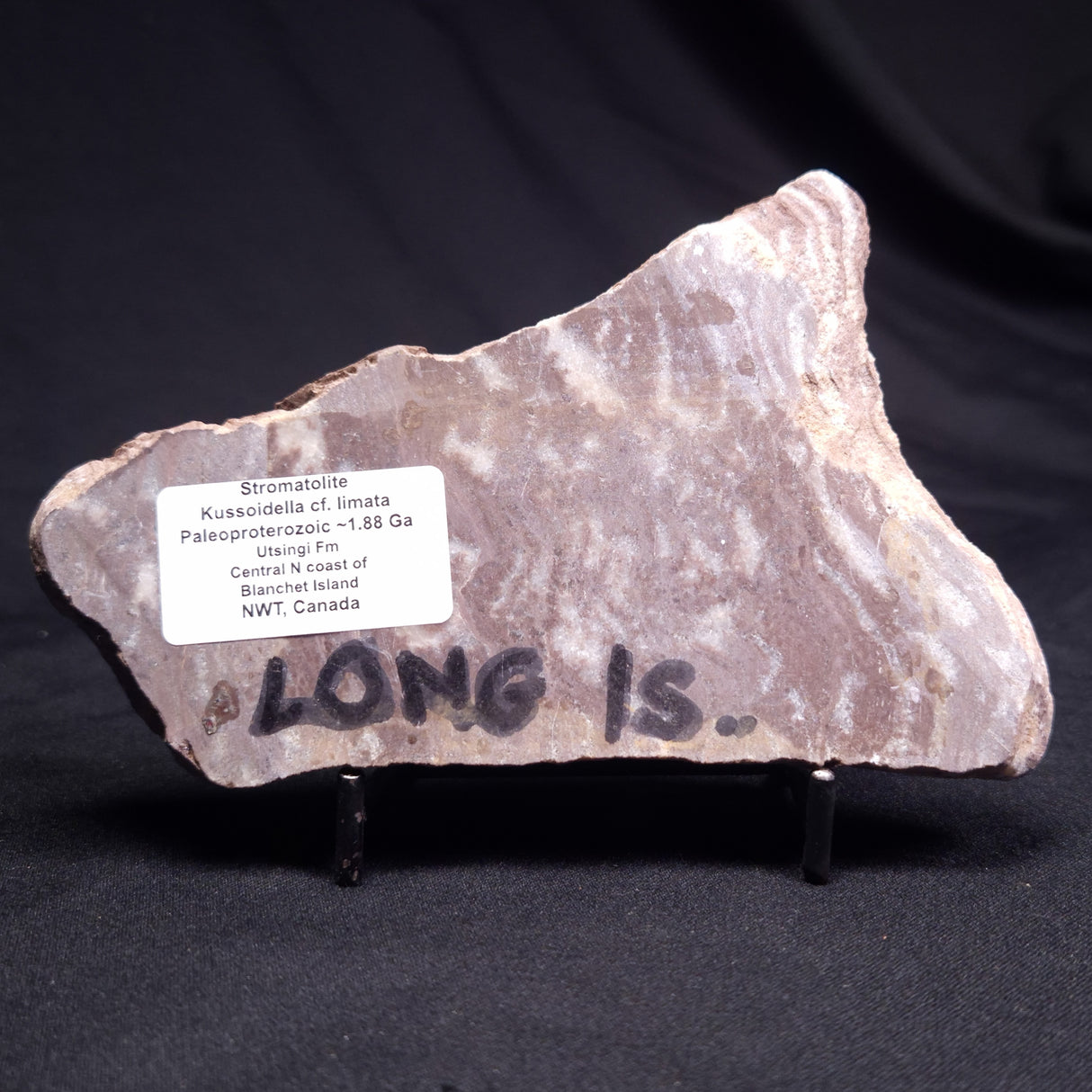 KUSSOIDELLA CF. LIMATA, Paleoproterozoic, Canada ZKL002