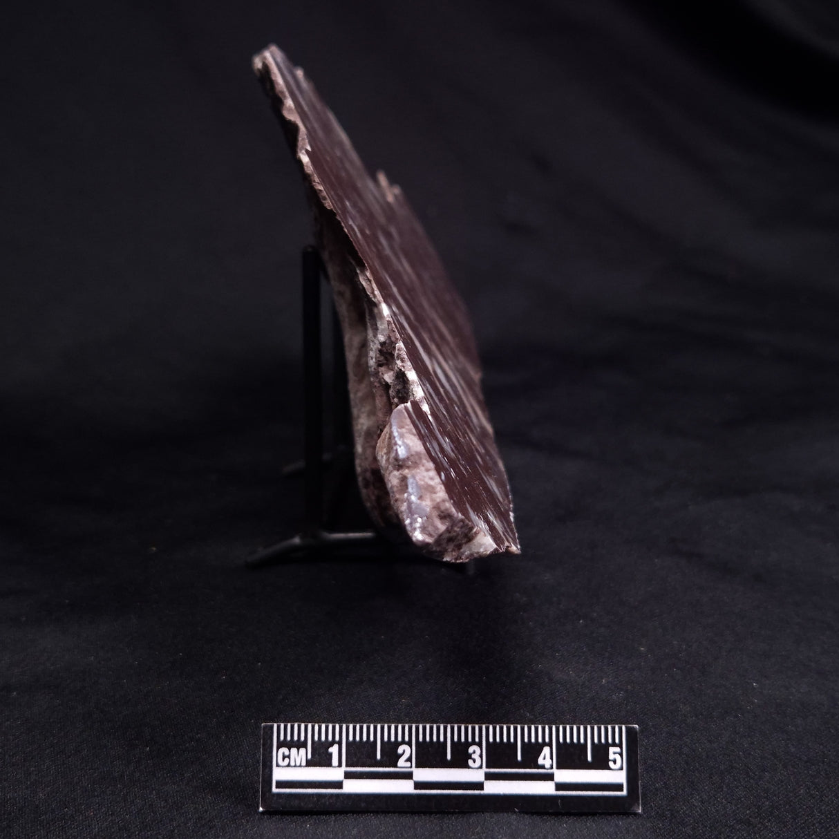 KUSSOIDELLA CF. LIMATA, Paleoproterozoic, Canada ZKL003