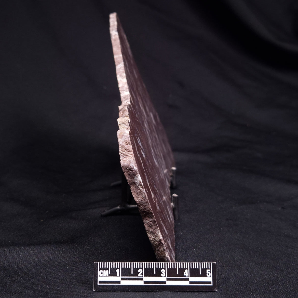 KUSSOIDELLA CF. LIMATA, Paleoproterozoic, Canada ZKL004