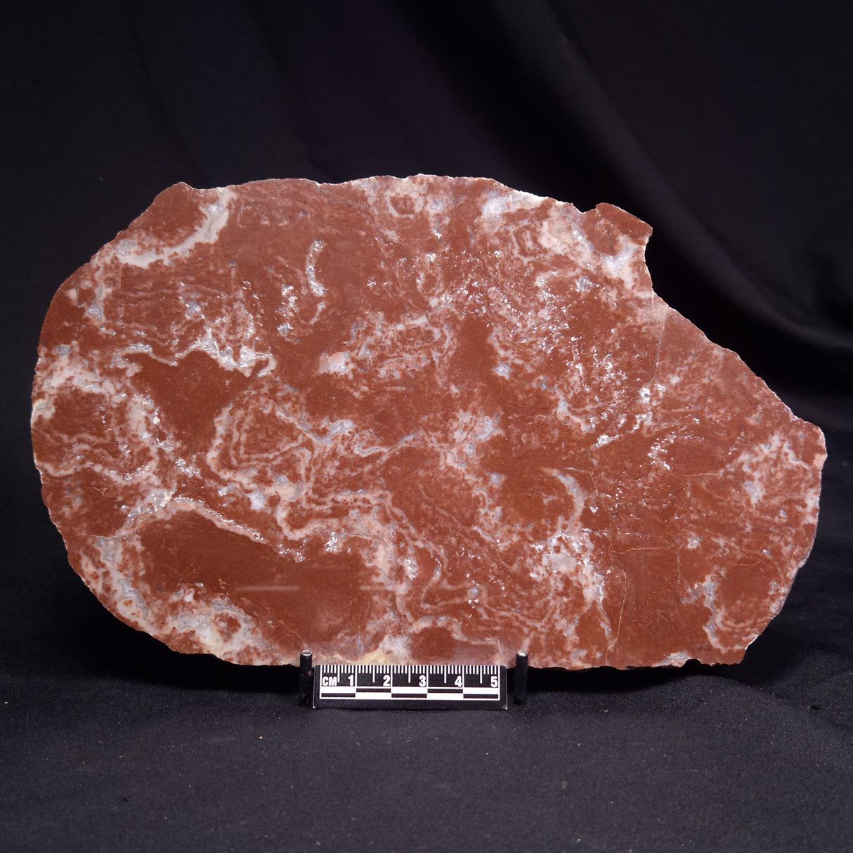 KUSSOIDELLA CF. LIMATA, Paleoproterozoic, Canada ZKL006