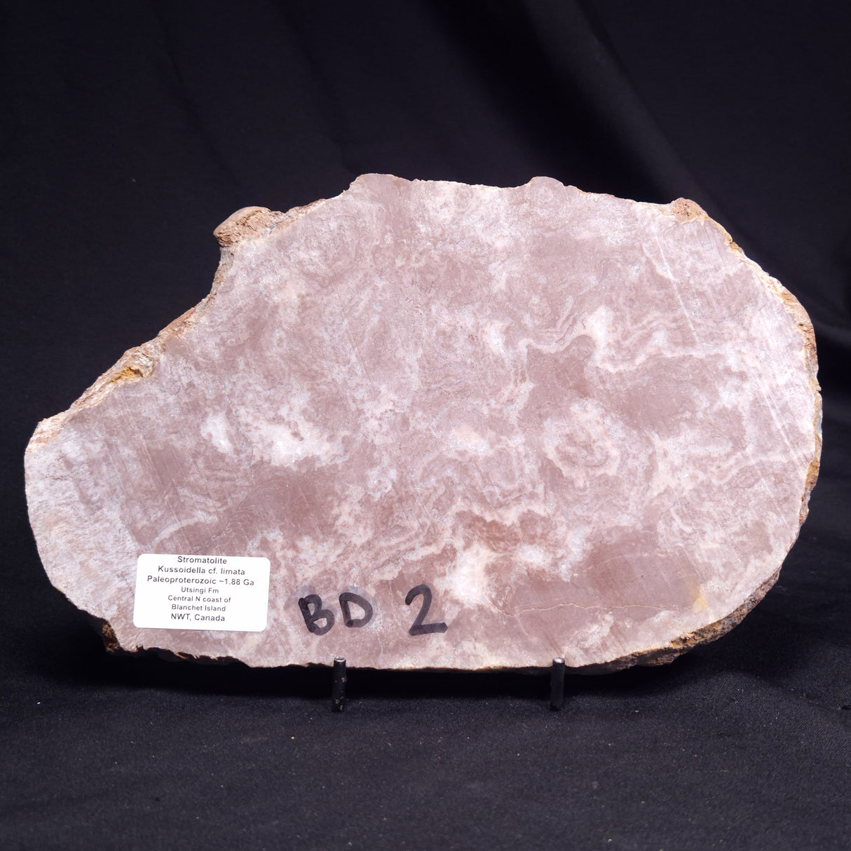 KUSSOIDELLA CF. LIMATA, Paleoproterozoic, Canada ZKL006