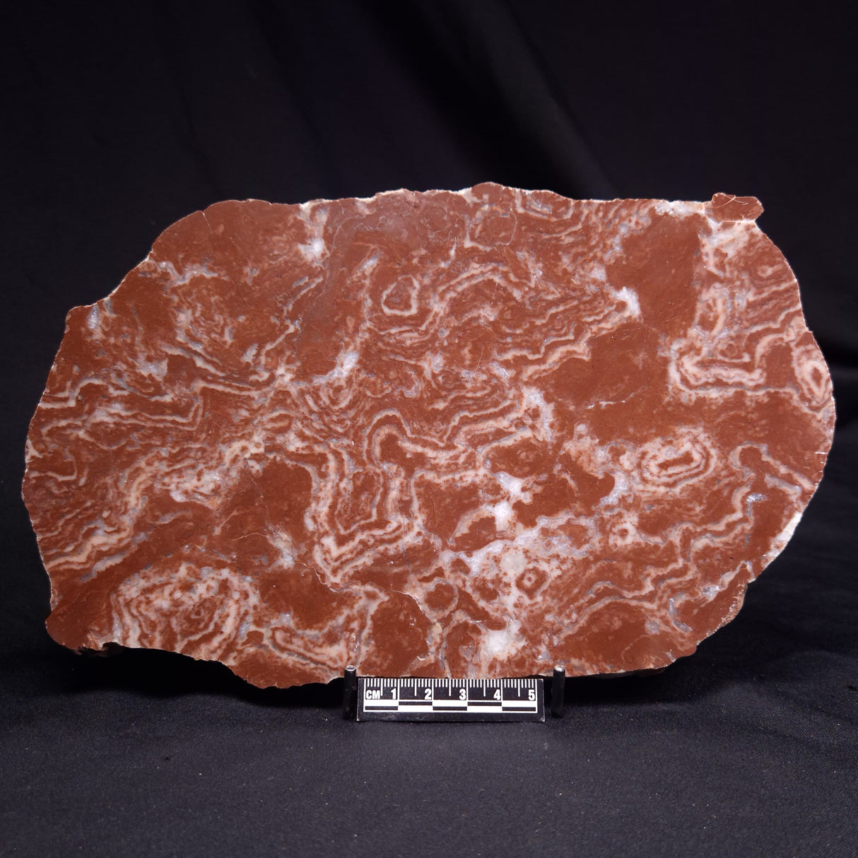 KUSSOIDELLA CF. LIMATA, Paleoproterozoic, Canada ZKL007