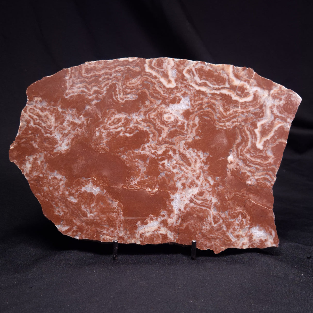 KUSSOIDELLA CF. LIMATA, Paleoproterozoic, Canada ZKL008