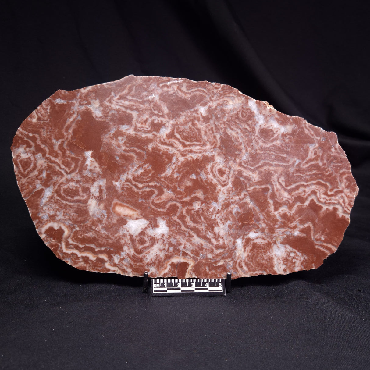 KUSSOIDELLA CF. LIMATA, Paleoproterozoic, Canada ZKL011