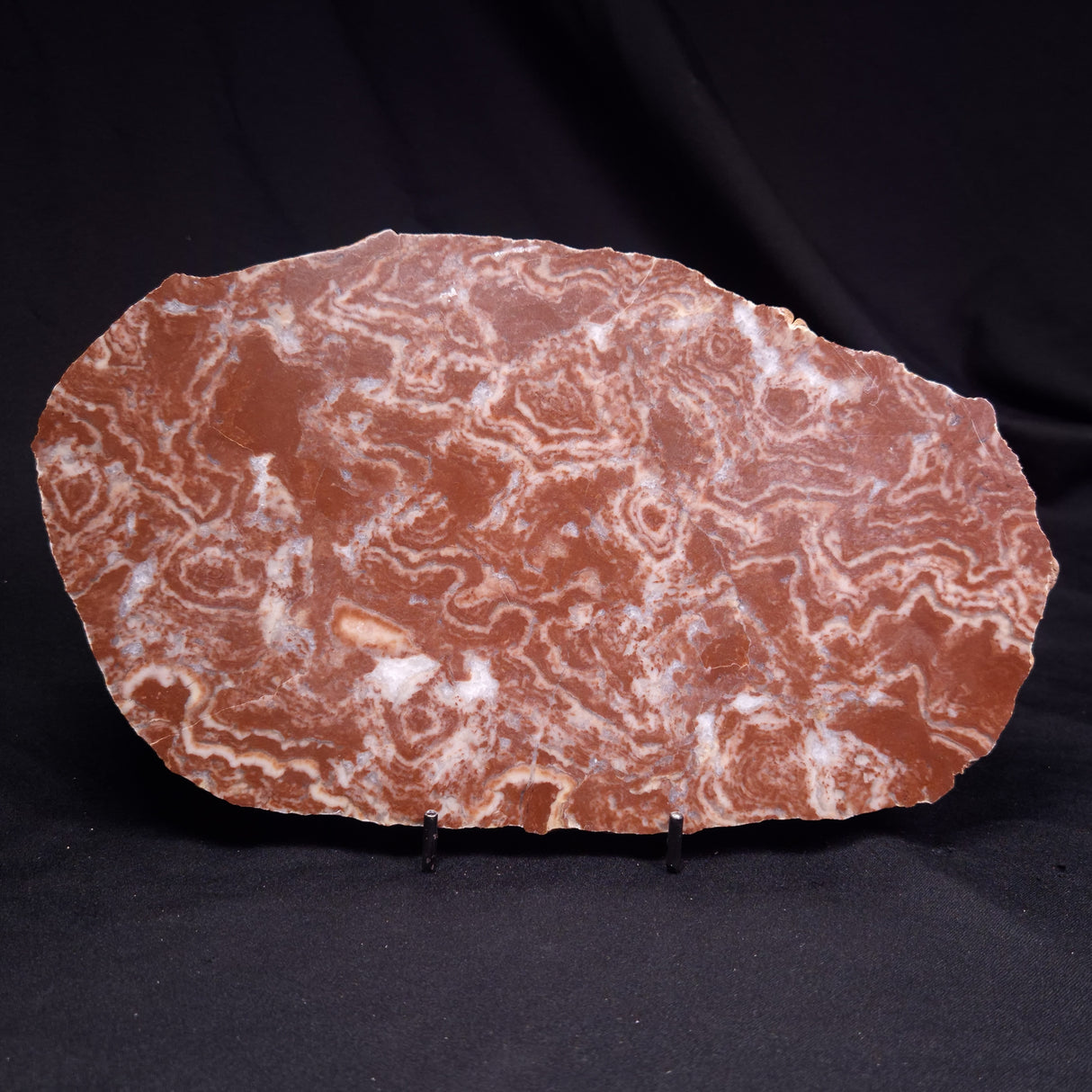 KUSSOIDELLA CF. LIMATA, Paleoproterozoic, Canada ZKL011