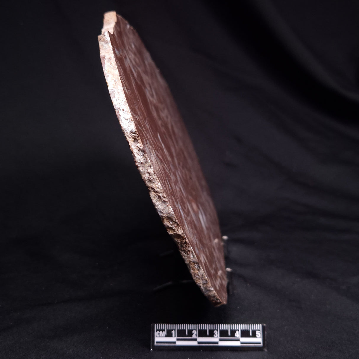 KUSSOIDELLA CF. LIMATA, Paleoproterozoic, Canada ZKL011