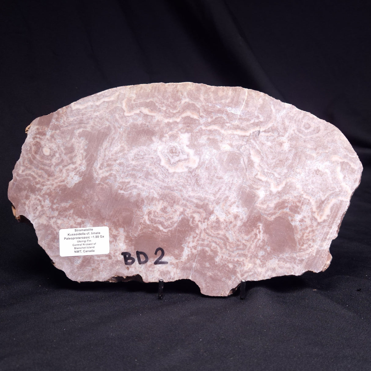 KUSSOIDELLA CF. LIMATA, Paleoproterozoic, Canada ZKL012