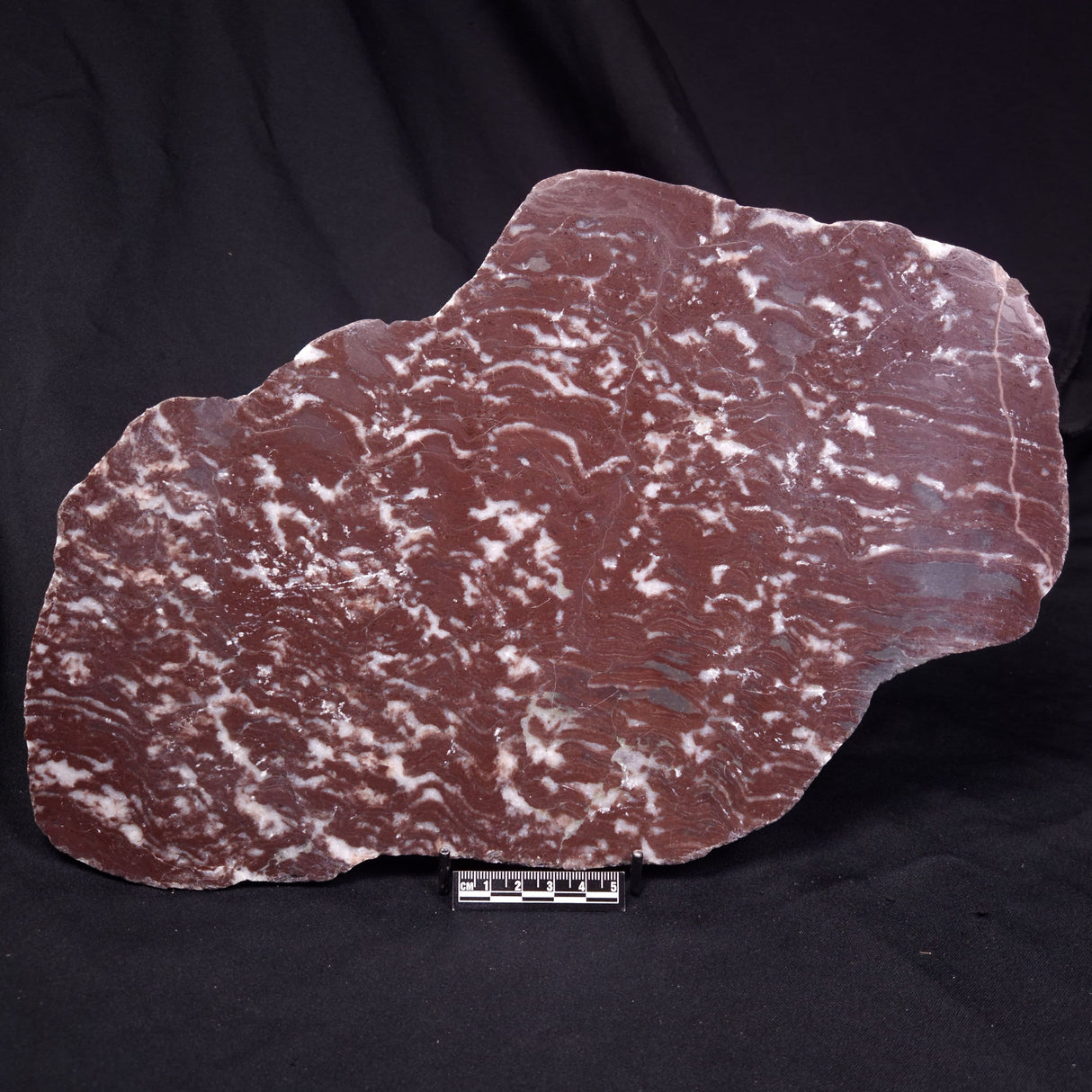 KUSSOIDELLA CF. LIMATA, Paleoproterozoic, Canada ZKL013