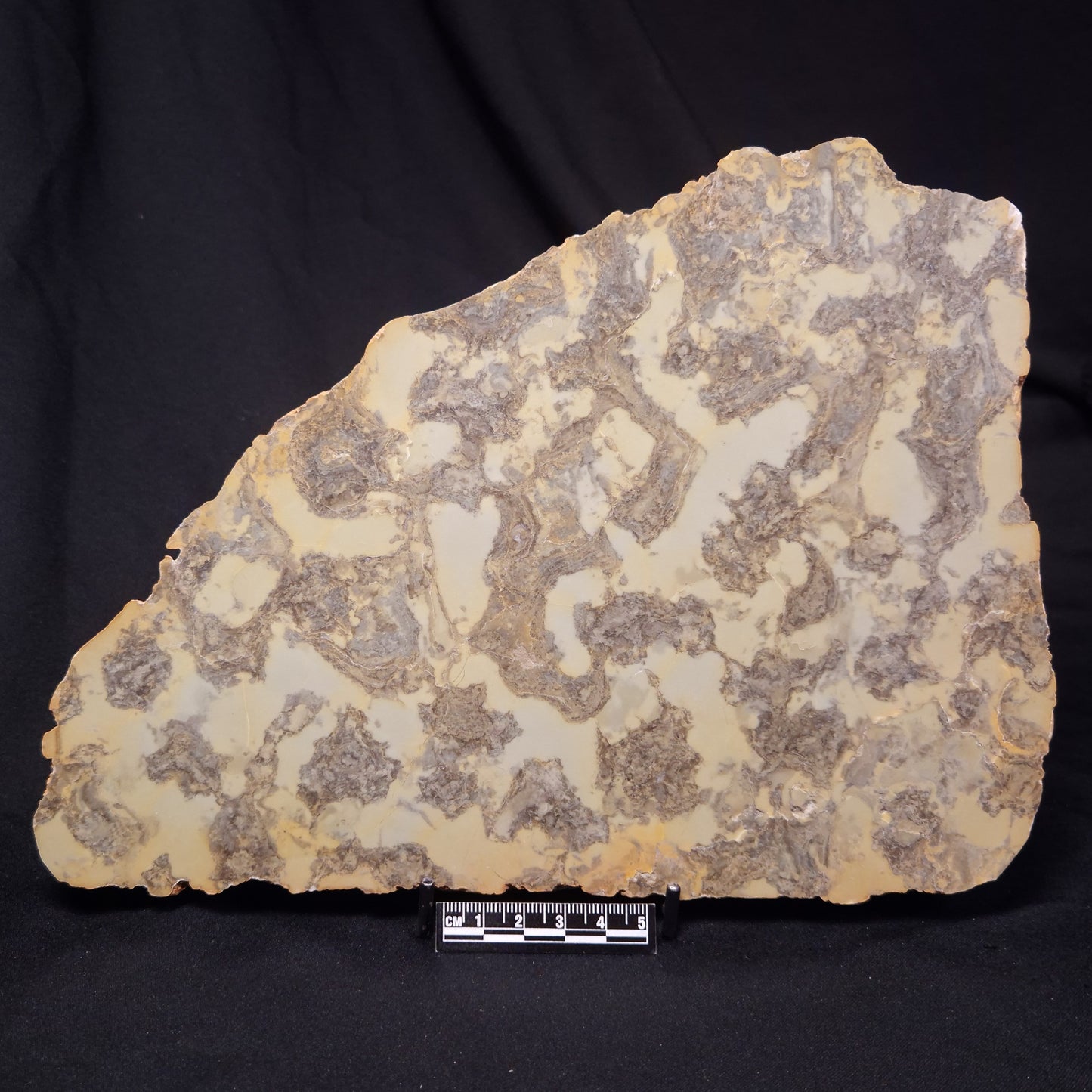 OMACHTENIA CF. KVARTISMMA, Paleoproterozoic, Canada ZOK001