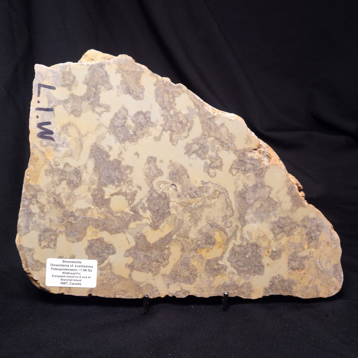 OMACHTENIA CF. KVARTISMMA, Paleoproterozoic, Canada ZOK001