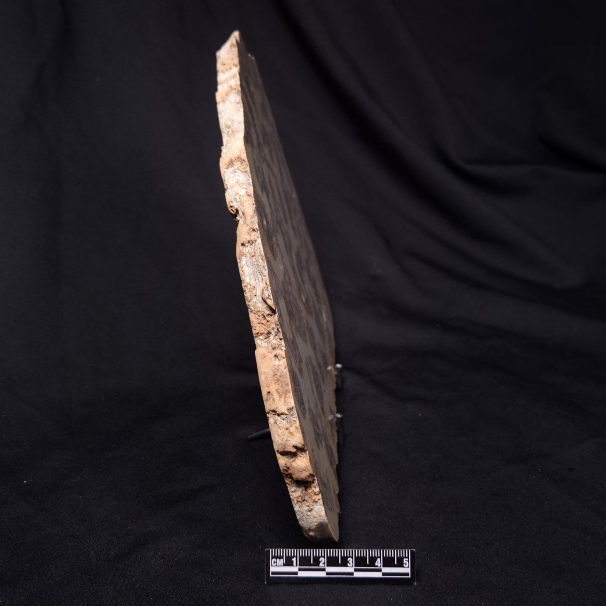 OMACHTENIA CF. KVARTISMMA, Paleoproterozoic, Canada ZOK001