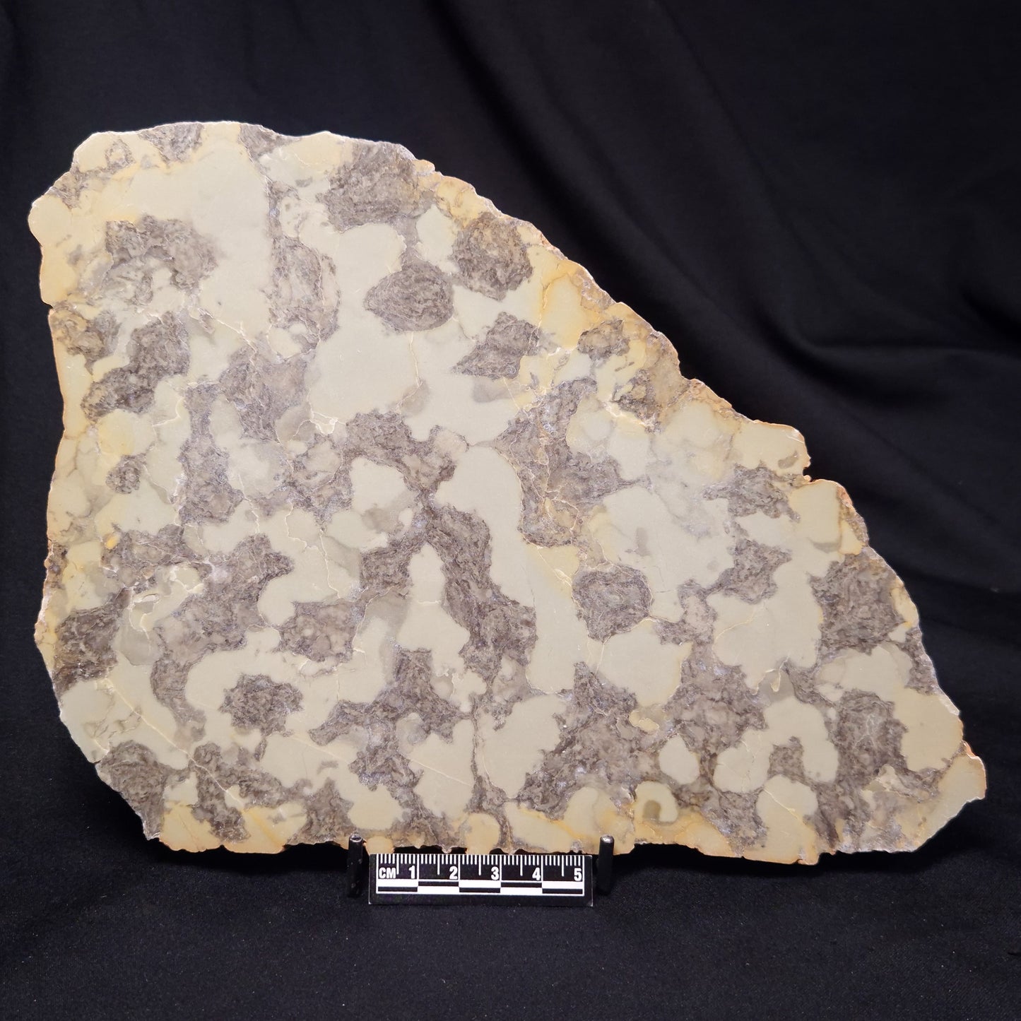 OMACHTENIA CF. KVARTISMMA, Paleoproterozoic, Canada ZOK002