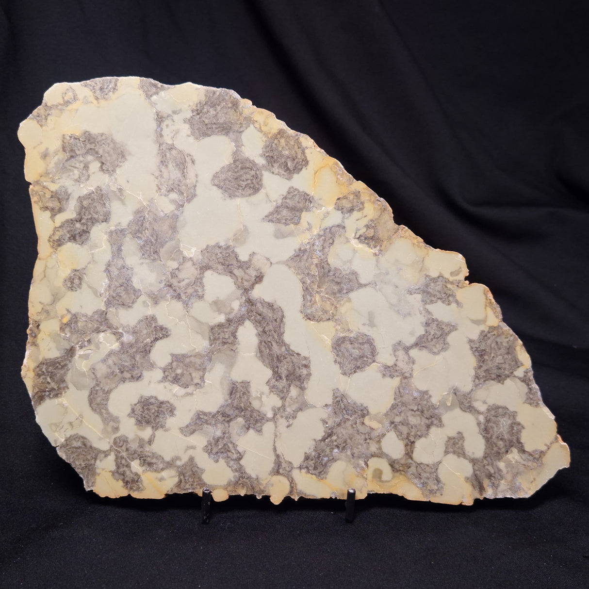 OMACHTENIA CF. KVARTISMMA, Paleoproterozoic, Canada ZOK002