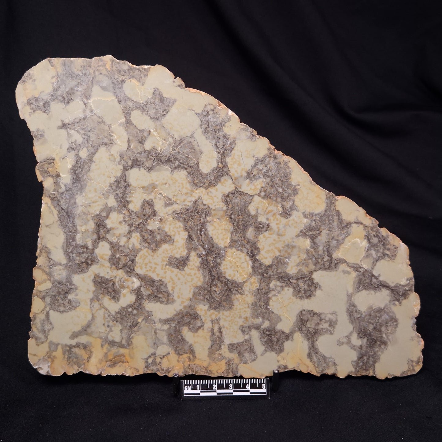 OMACHTENIA CF. KVARTISMMA, Paleoproterozoic, Canada ZOK003