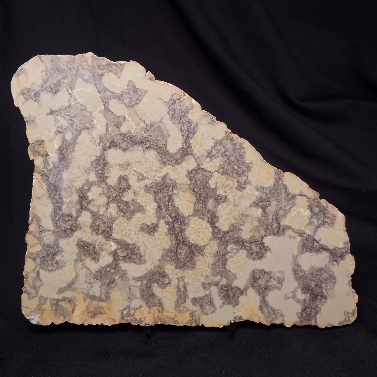 OMACHTENIA CF. KVARTISMMA, Paleoproterozoic, Canada ZOK003