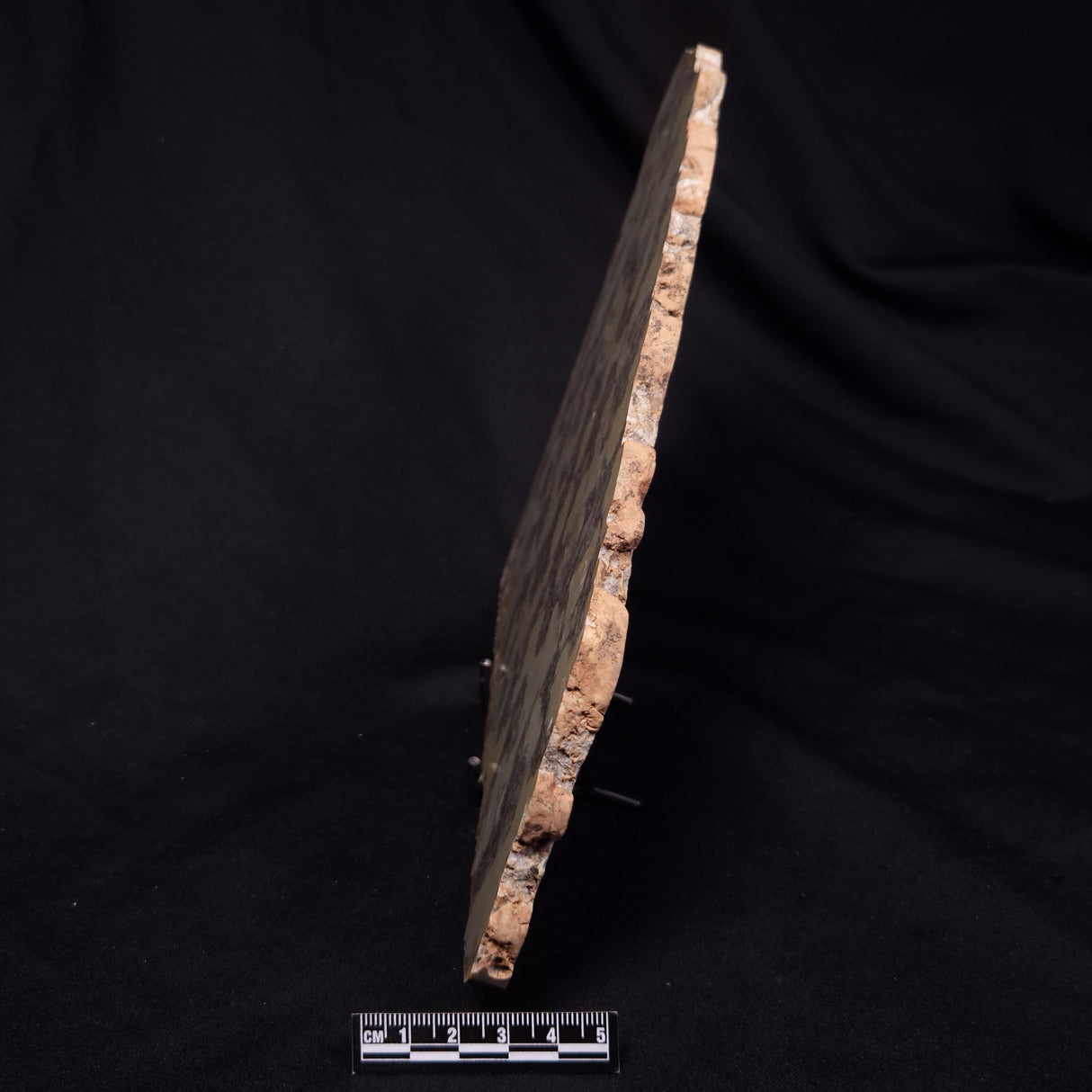 OMACHTENIA CF. KVARTISMMA, Paleoproterozoic, Canada ZOK003