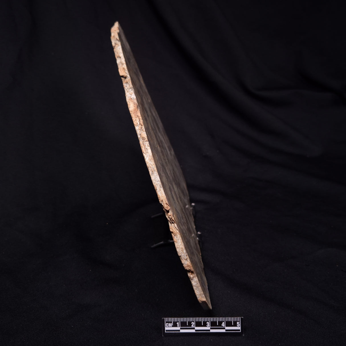 OMACHTENIA CF. KVARTISMMA, Paleoproterozoic, Canada ZOK004