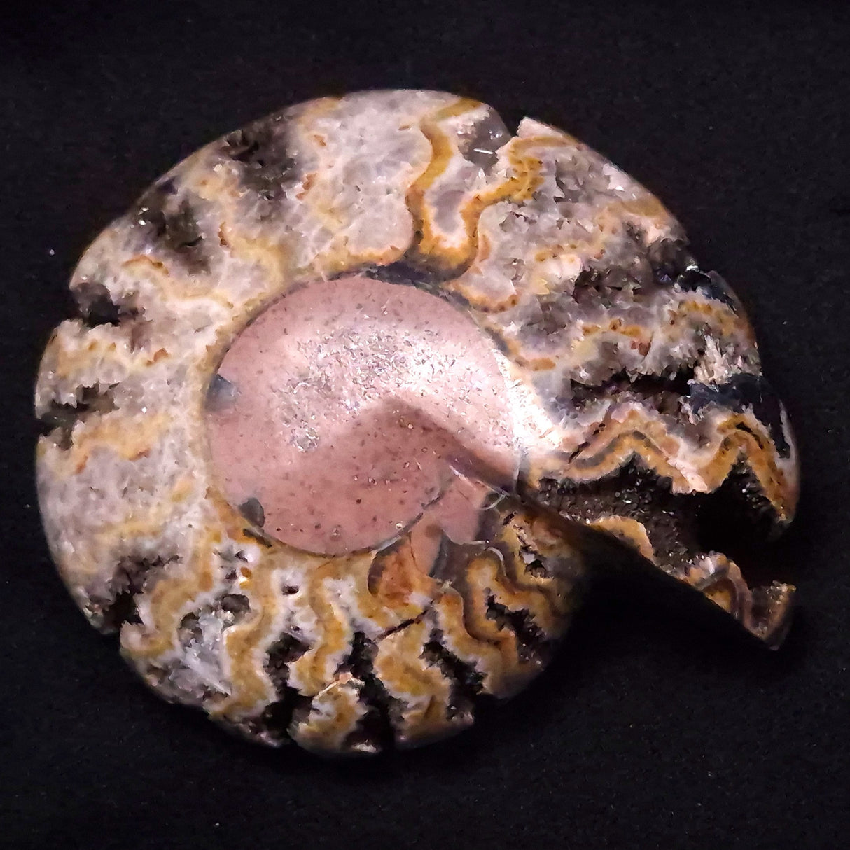 FLUORESCENT AMMONITE, East Timor XAT029