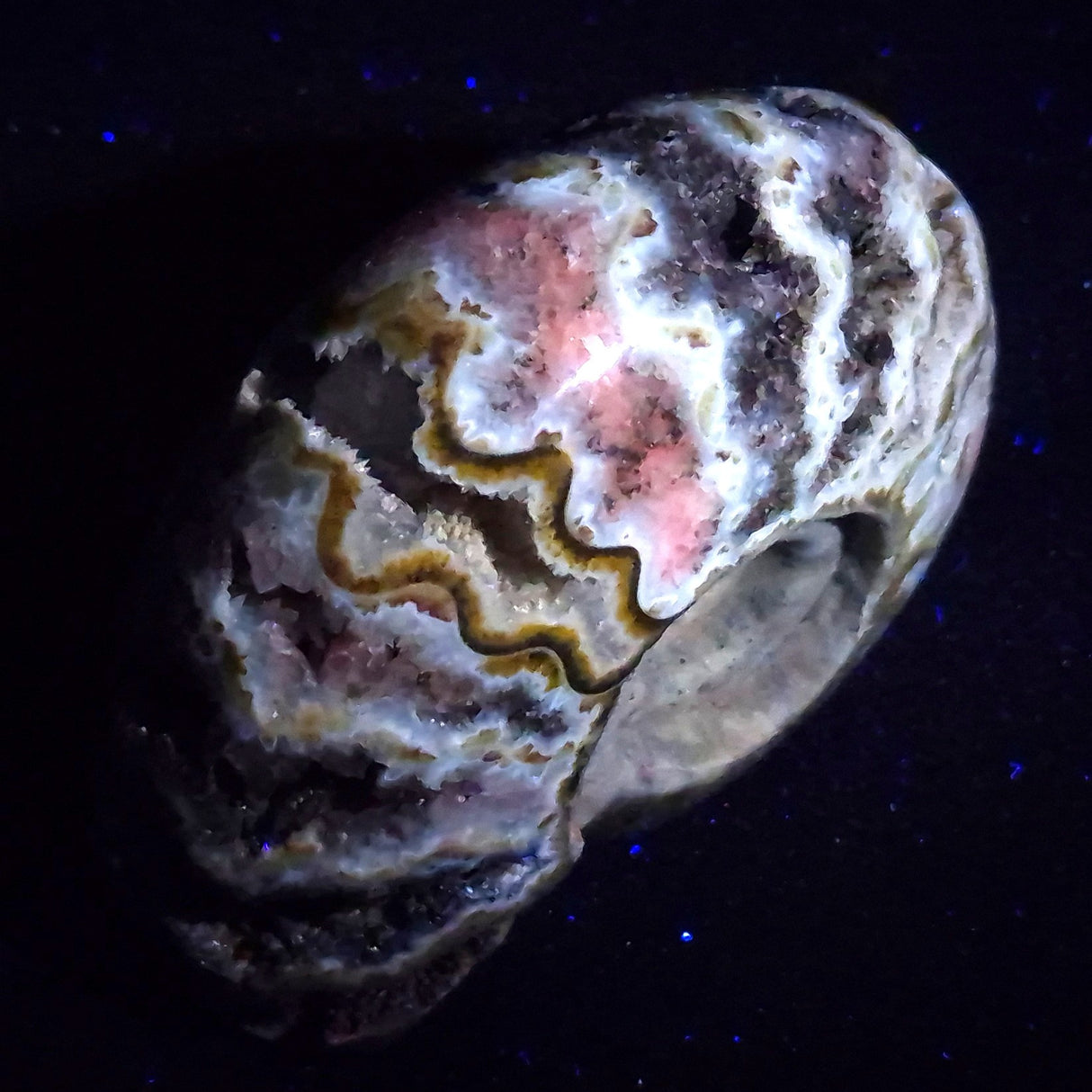 FLUORESCENT AMMONITE, East Timor XAT029