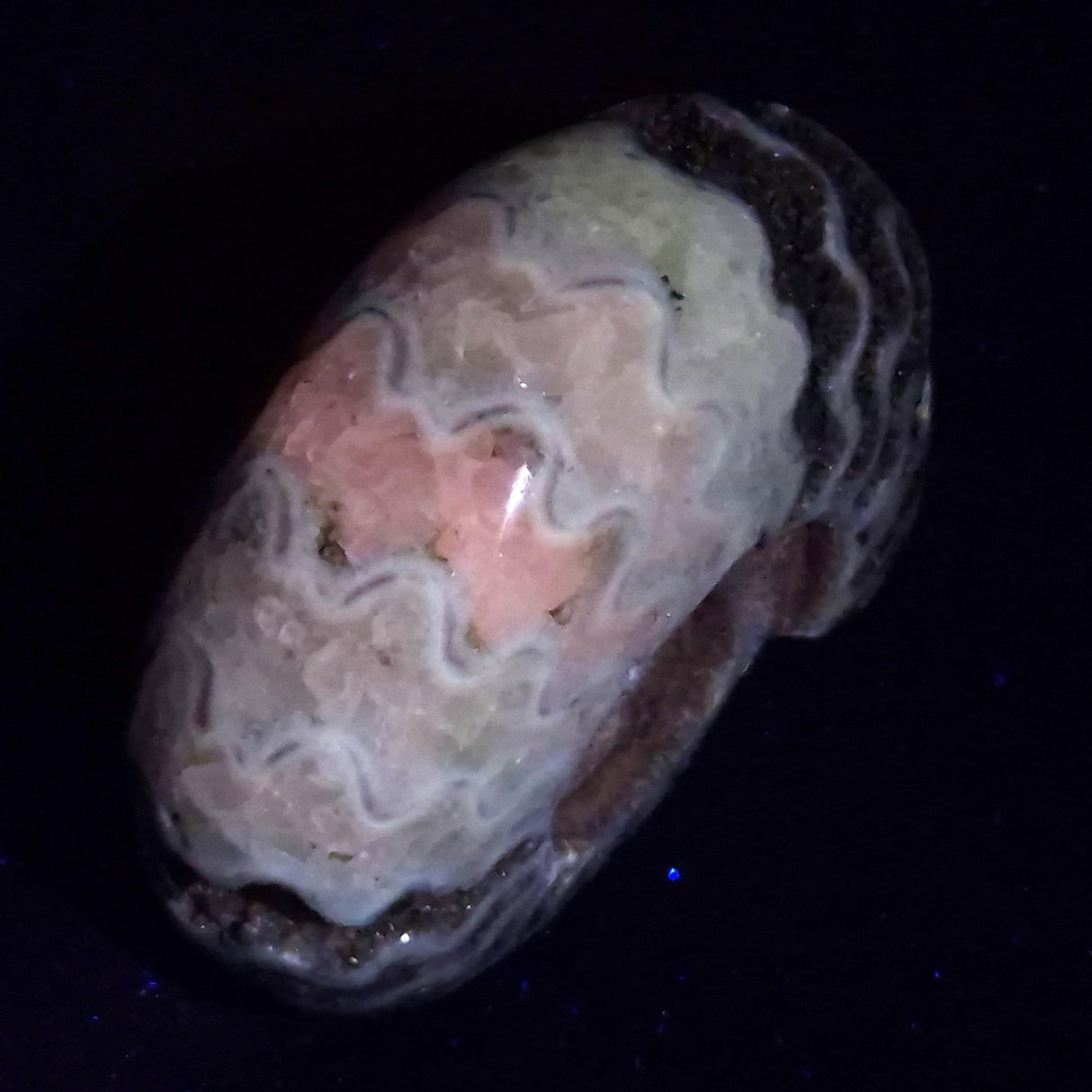 FLUORESCENT AMMONITE, East Timor XAT030