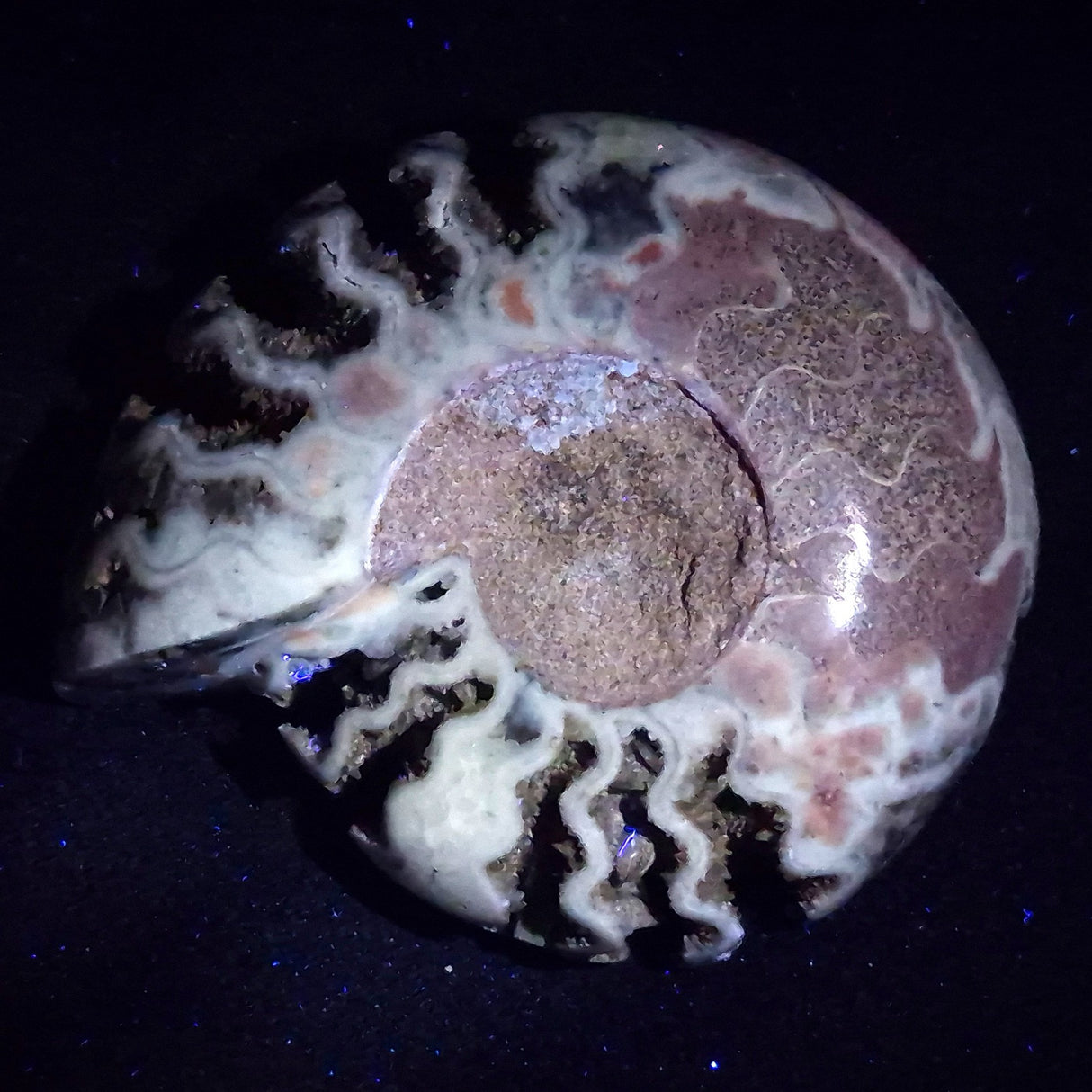 FLUORESCENT AMMONITE, East Timor XAT030