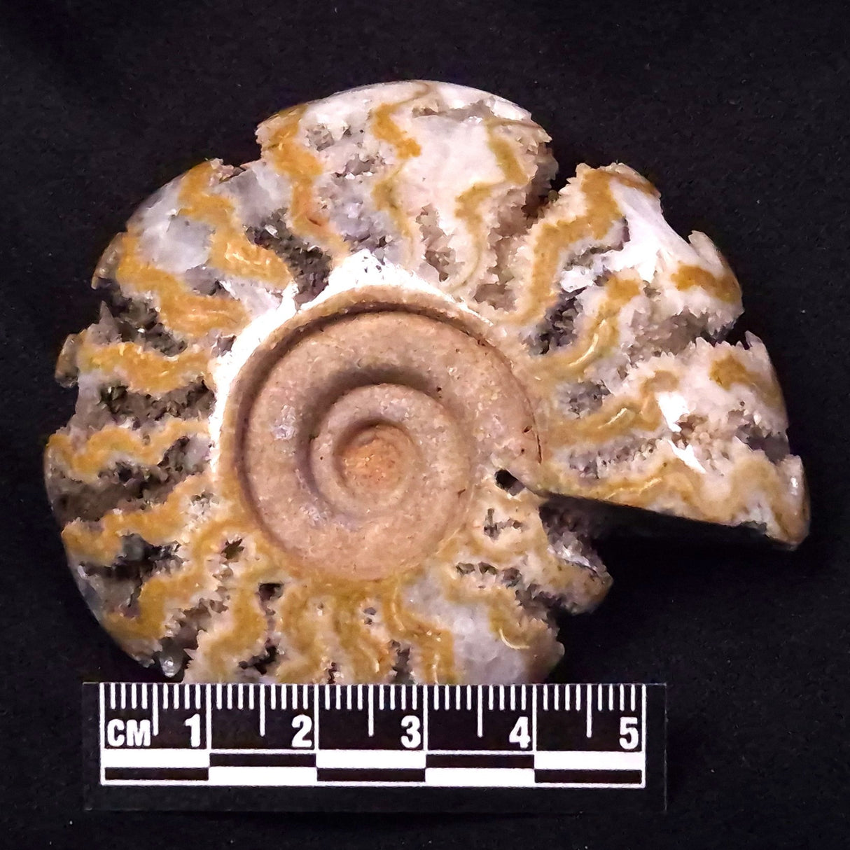 AMMONITE, East Timor XAT031