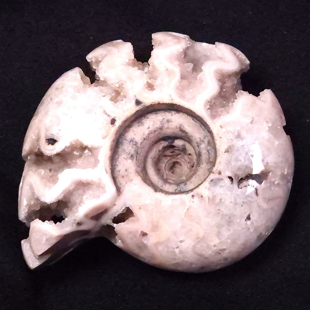 AMMONITE, East Timor XAT032