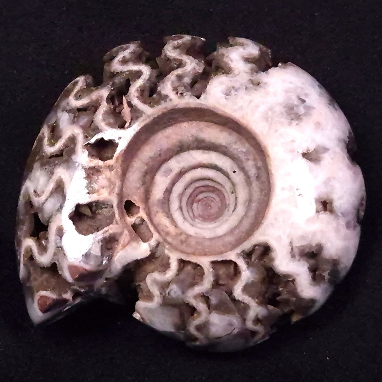 AMMONITE, East Timor XAT034