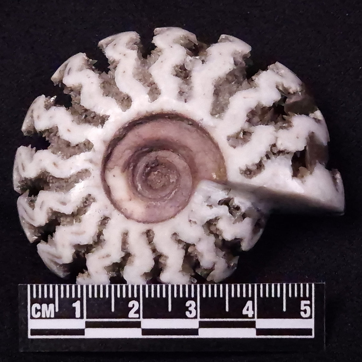 AMMONITE, East Timor XAT035