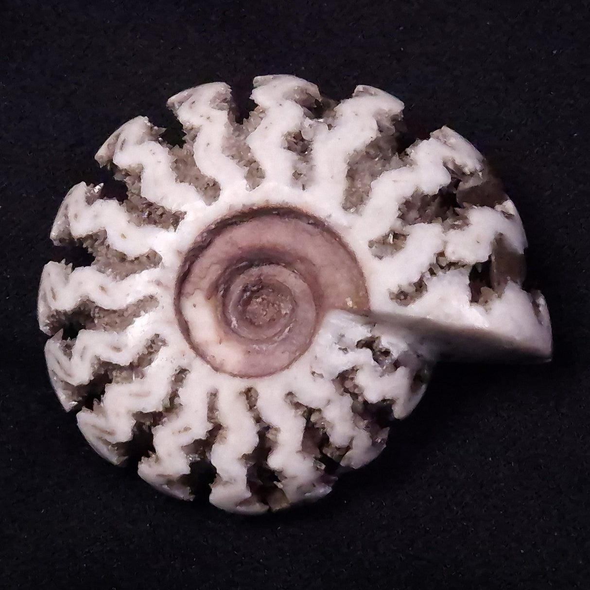 AMMONITE, East Timor XAT035