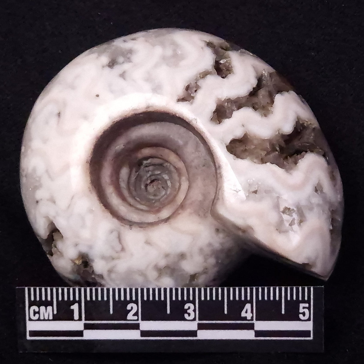 AMMONITE, East Timor XAT036