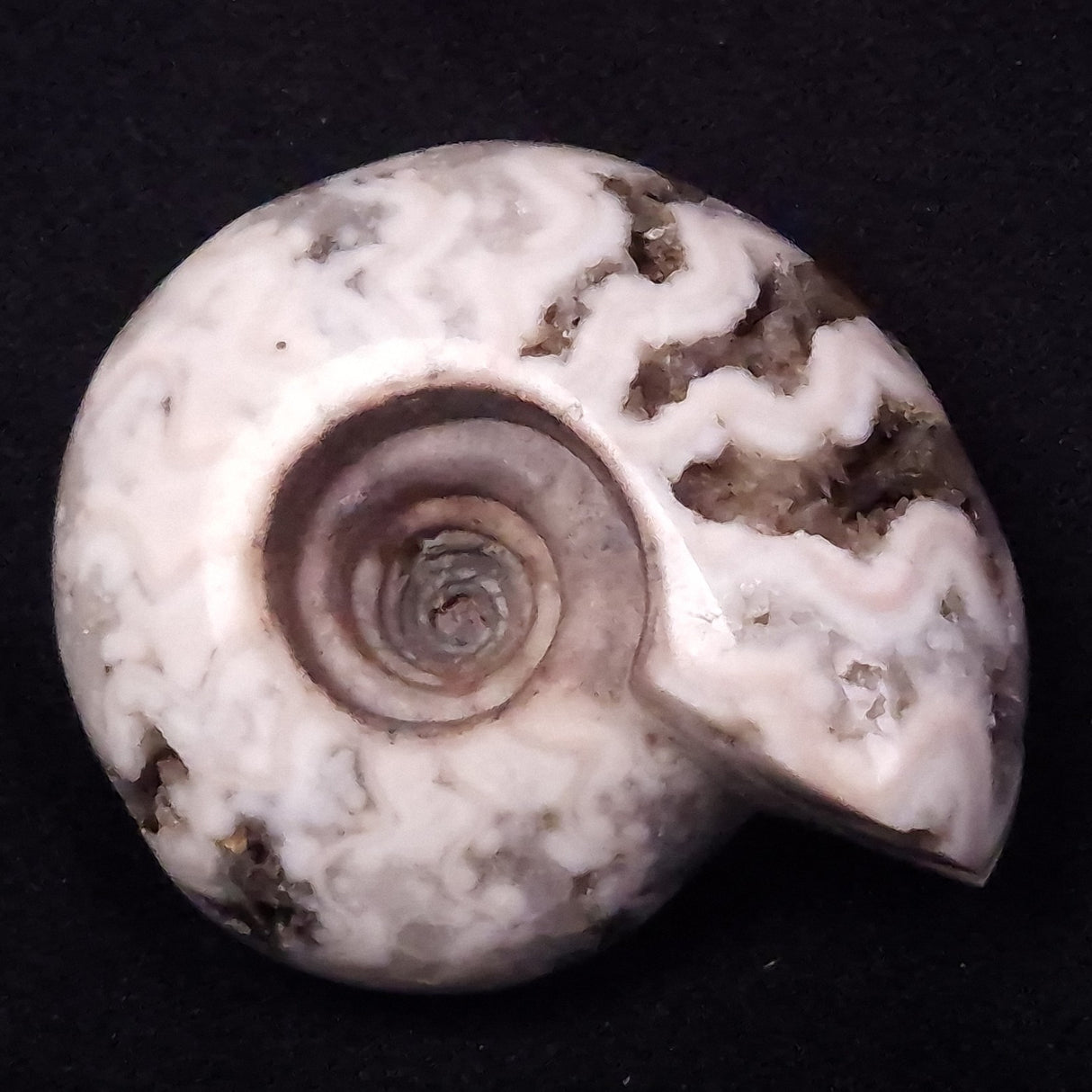 AMMONITE, East Timor XAT036