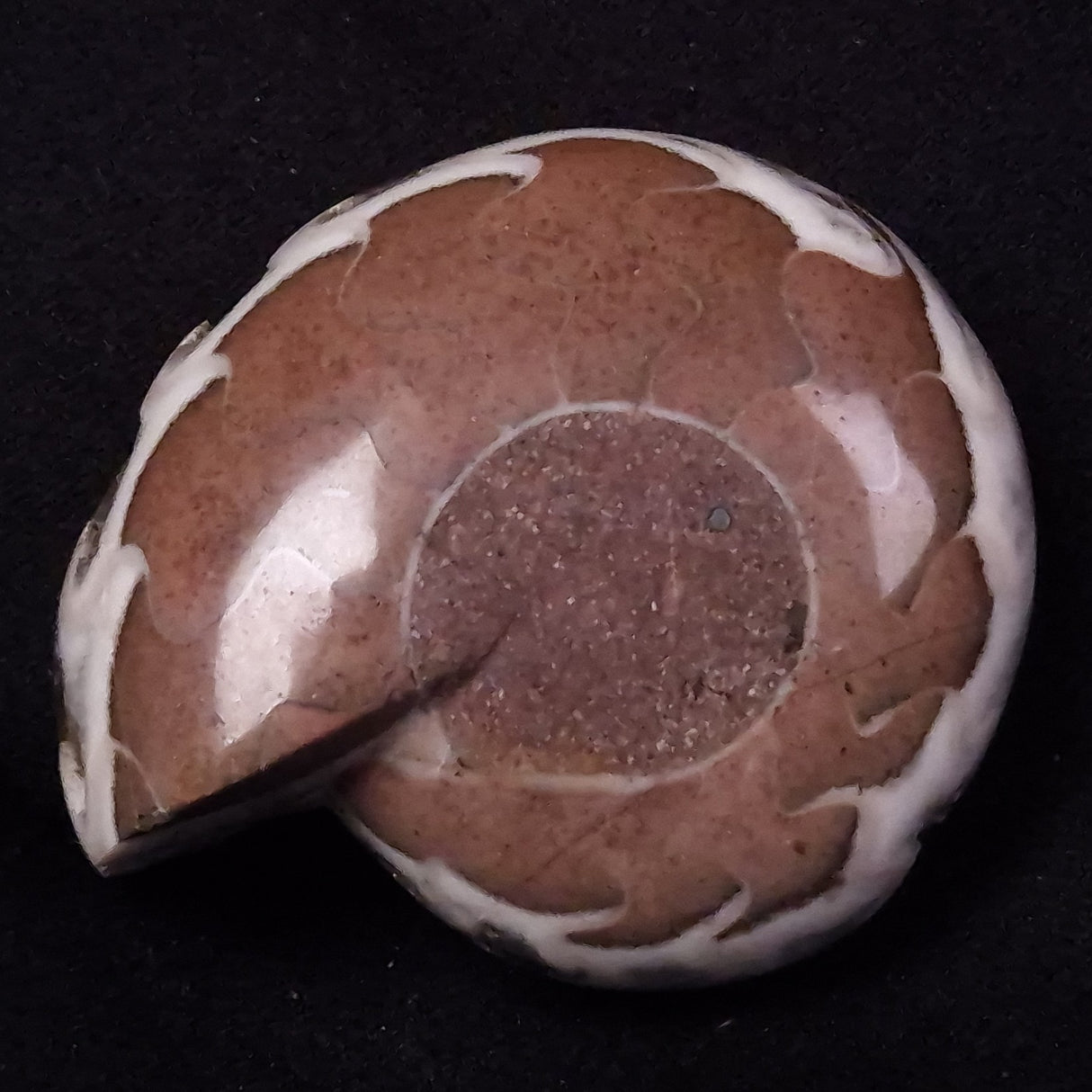 AMMONITE, East Timor XAT036