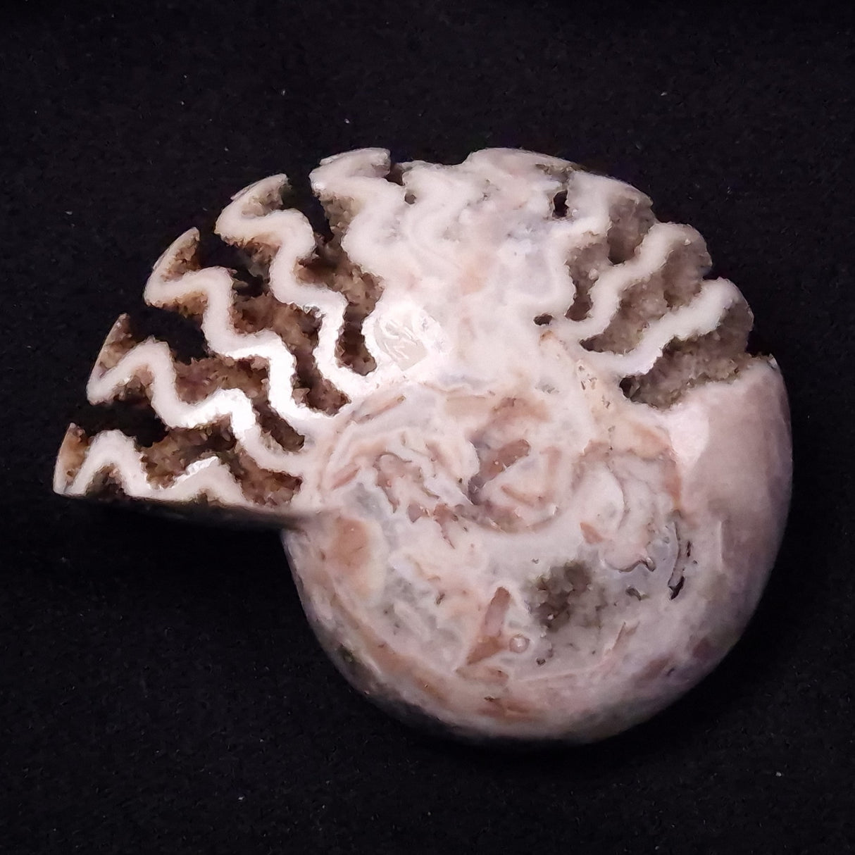 AMMONITE, East Timor XAT037
