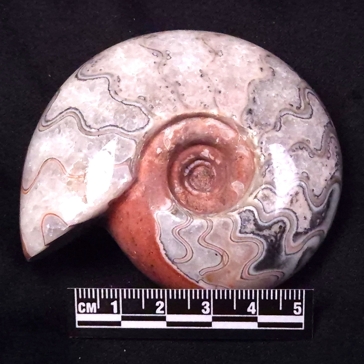 AMMONITE, East Timor XAT039
