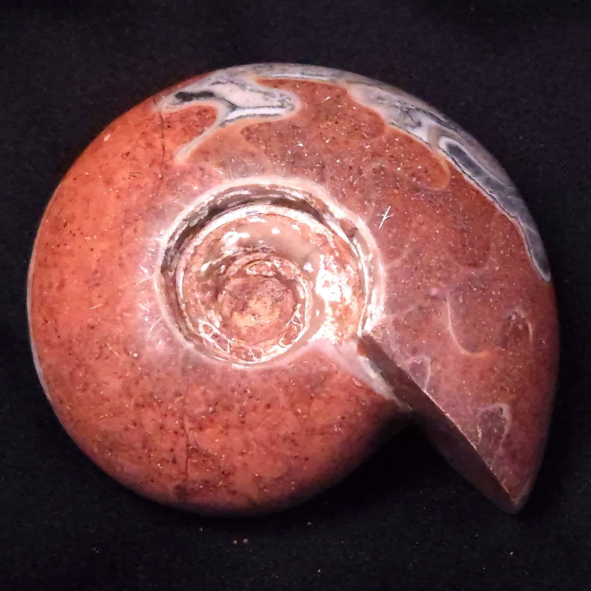 AMMONITE, East Timor XAT039