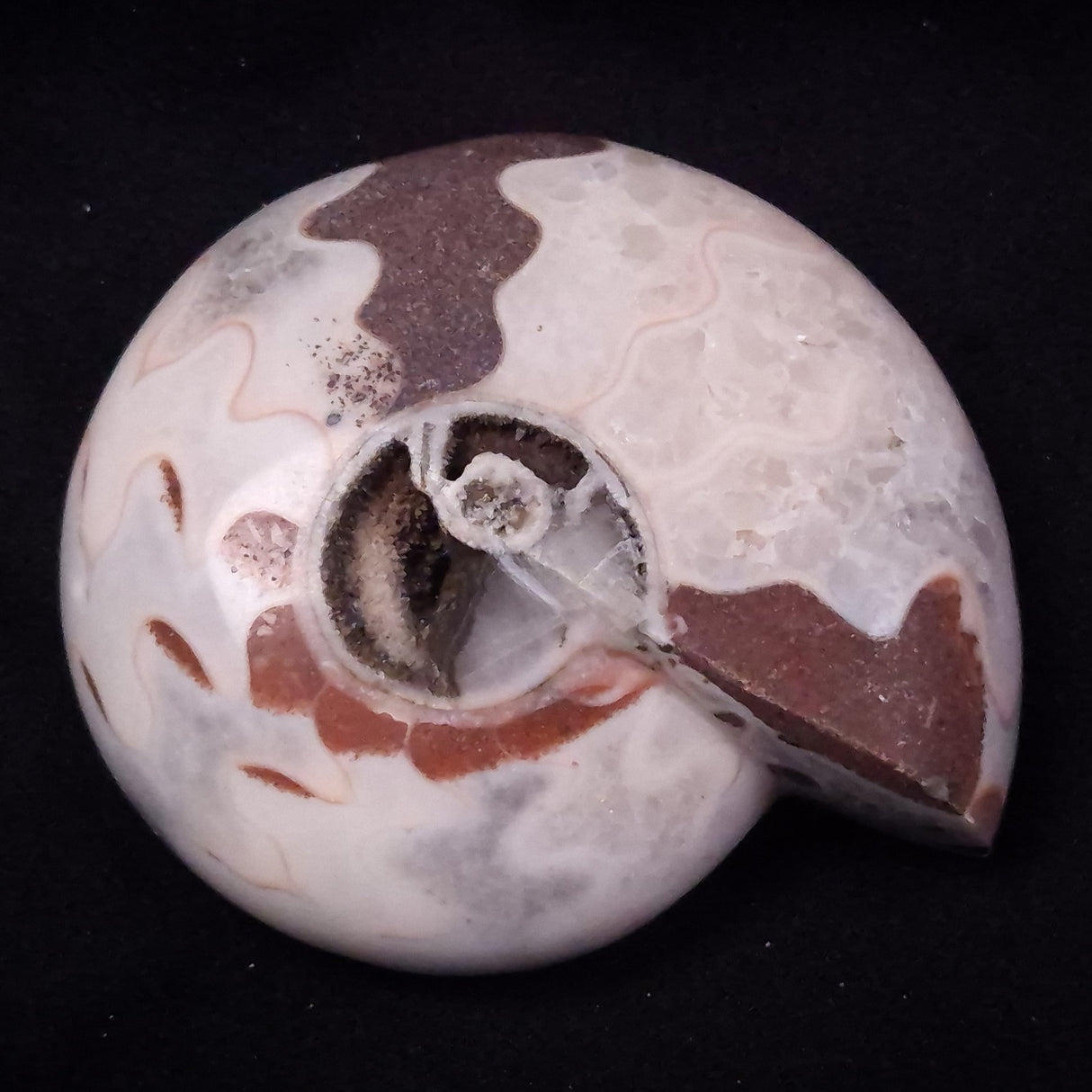 AMMONITE, East Timor XAT040