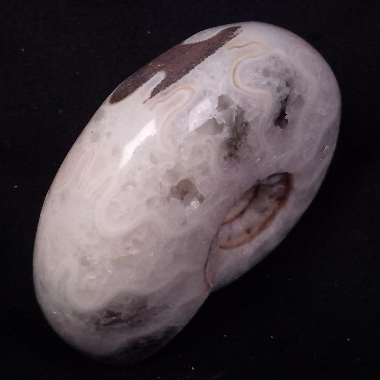 AMMONITE, East Timor XAT040