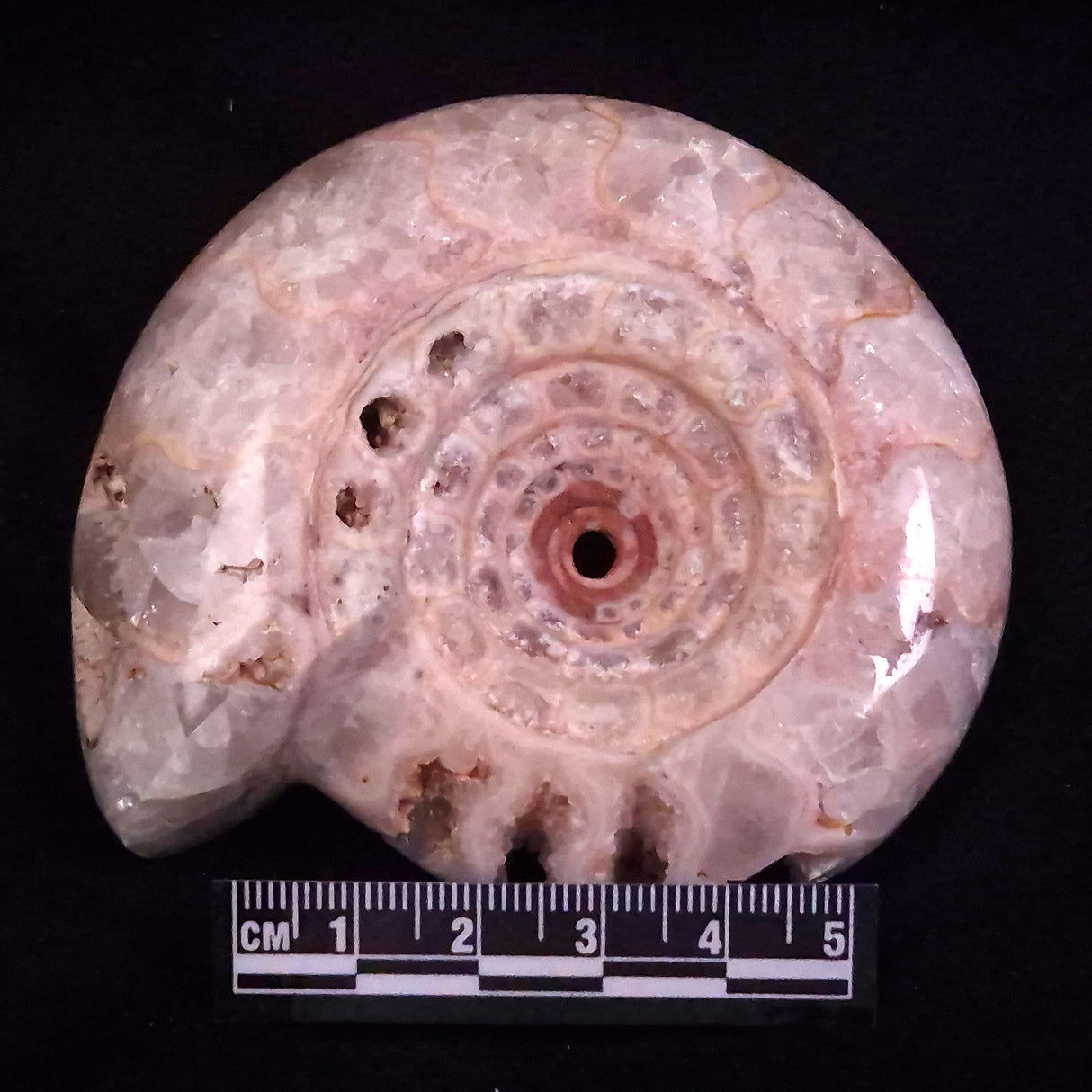 AMMONITE, East Timor XAT041