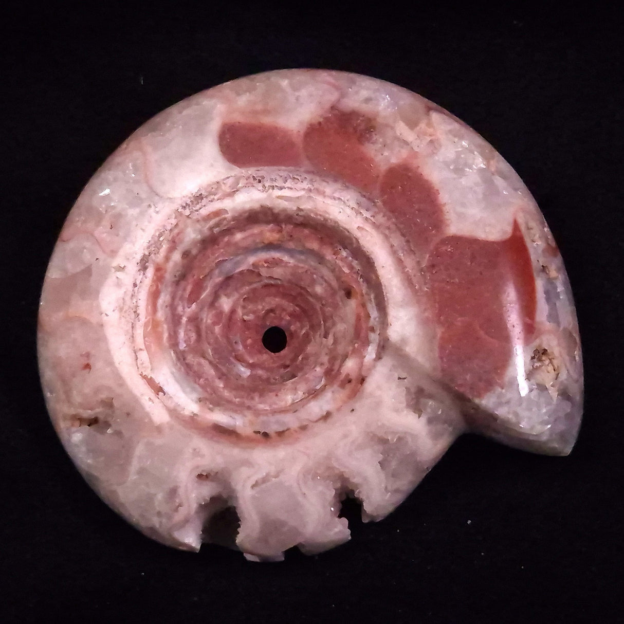 AMMONITE, East Timor XAT041