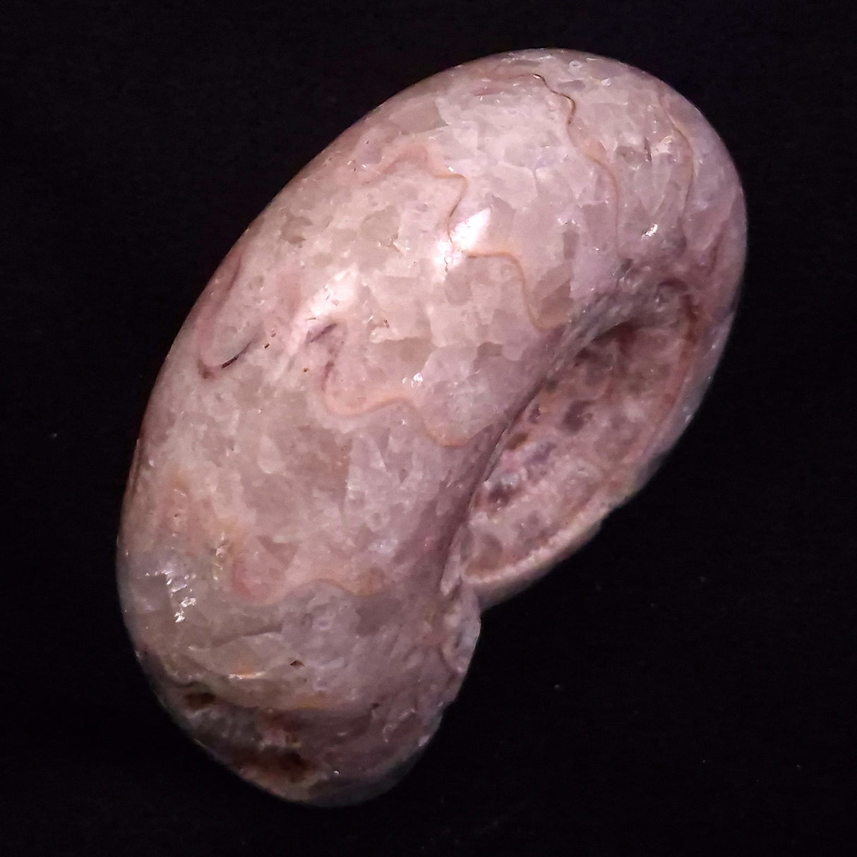 AMMONITE, East Timor XAT041