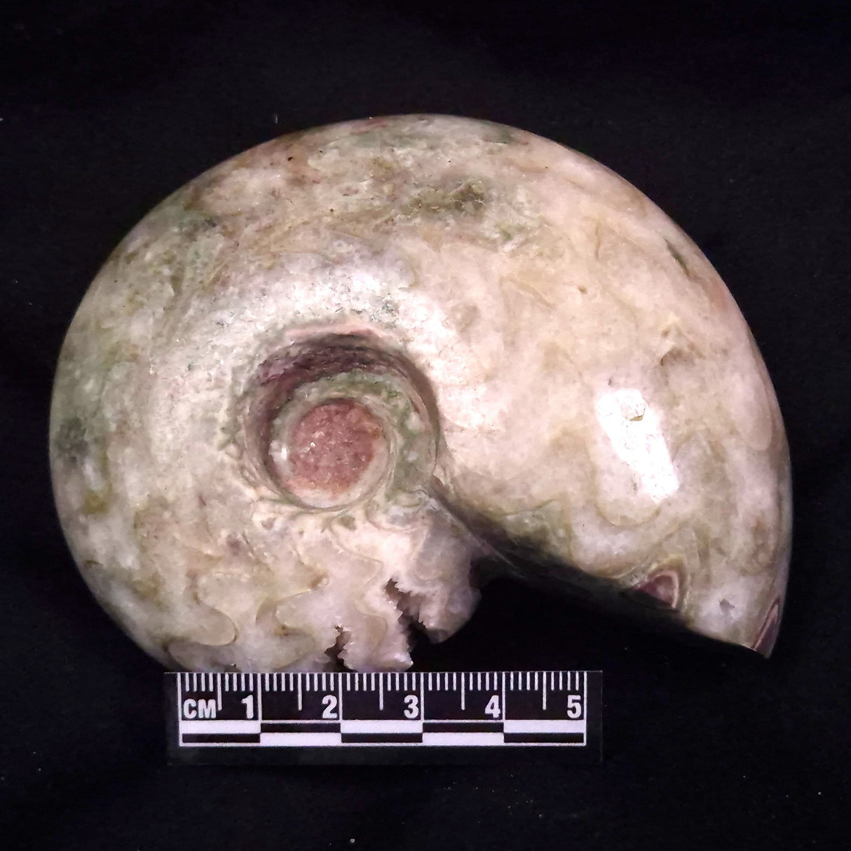 AMMONITE, East Timor XAT042