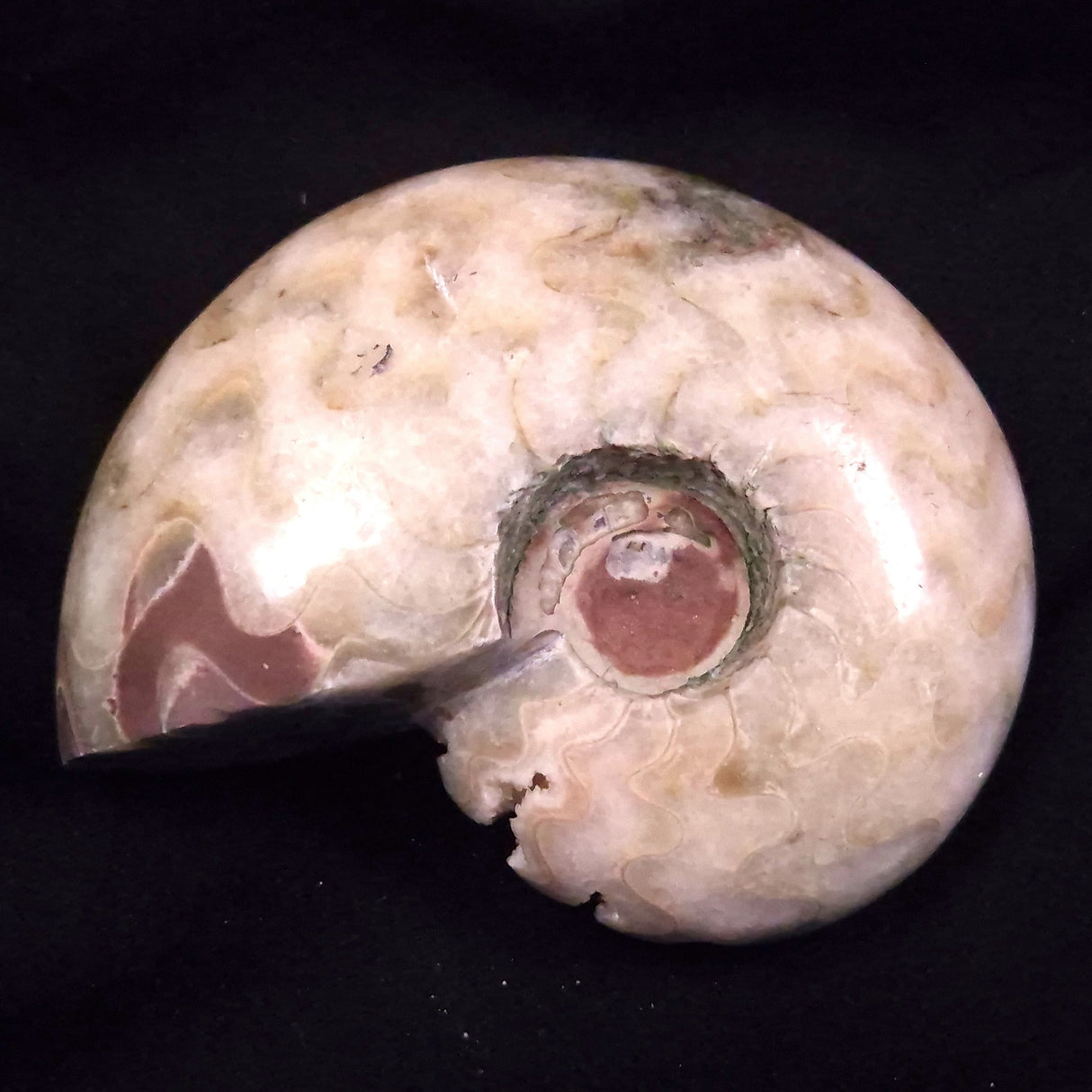 AMMONITE, East Timor XAT042