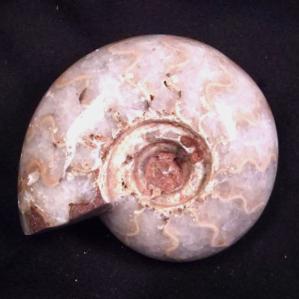 AMMONITE, East Timor XAT044