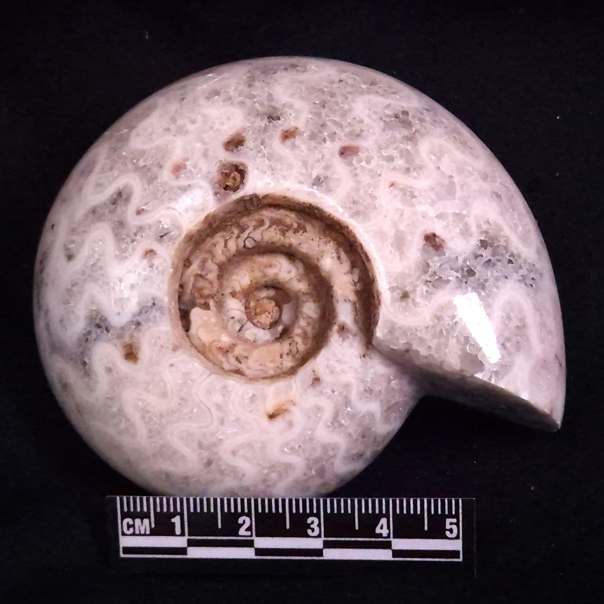 AMMONITE, East Timor XAT046