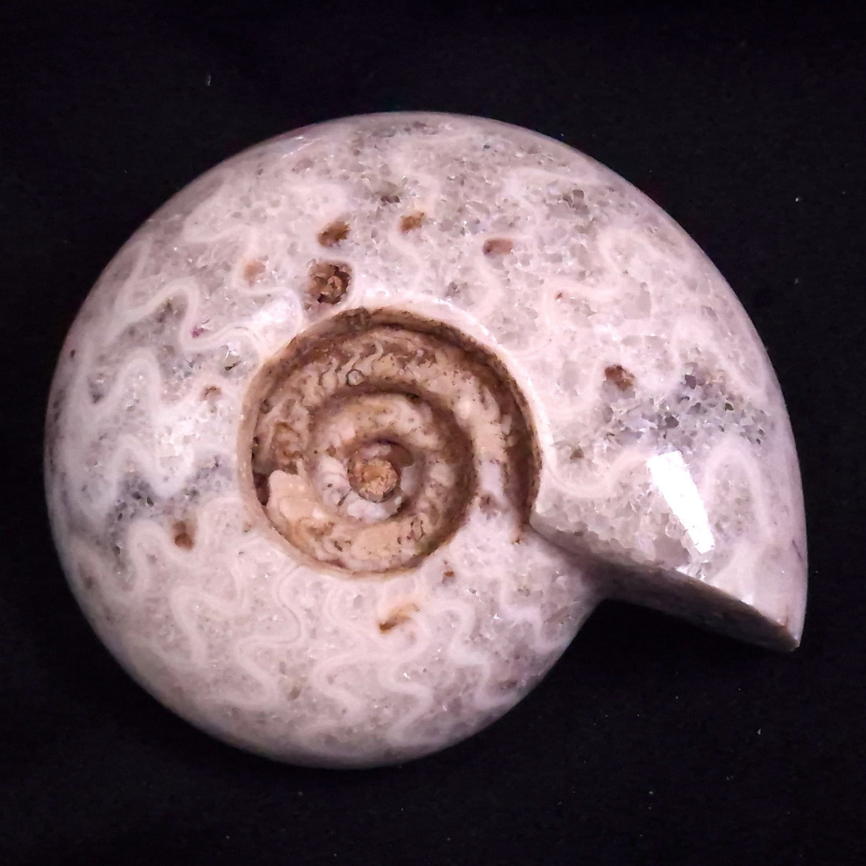 AMMONITE, East Timor XAT046