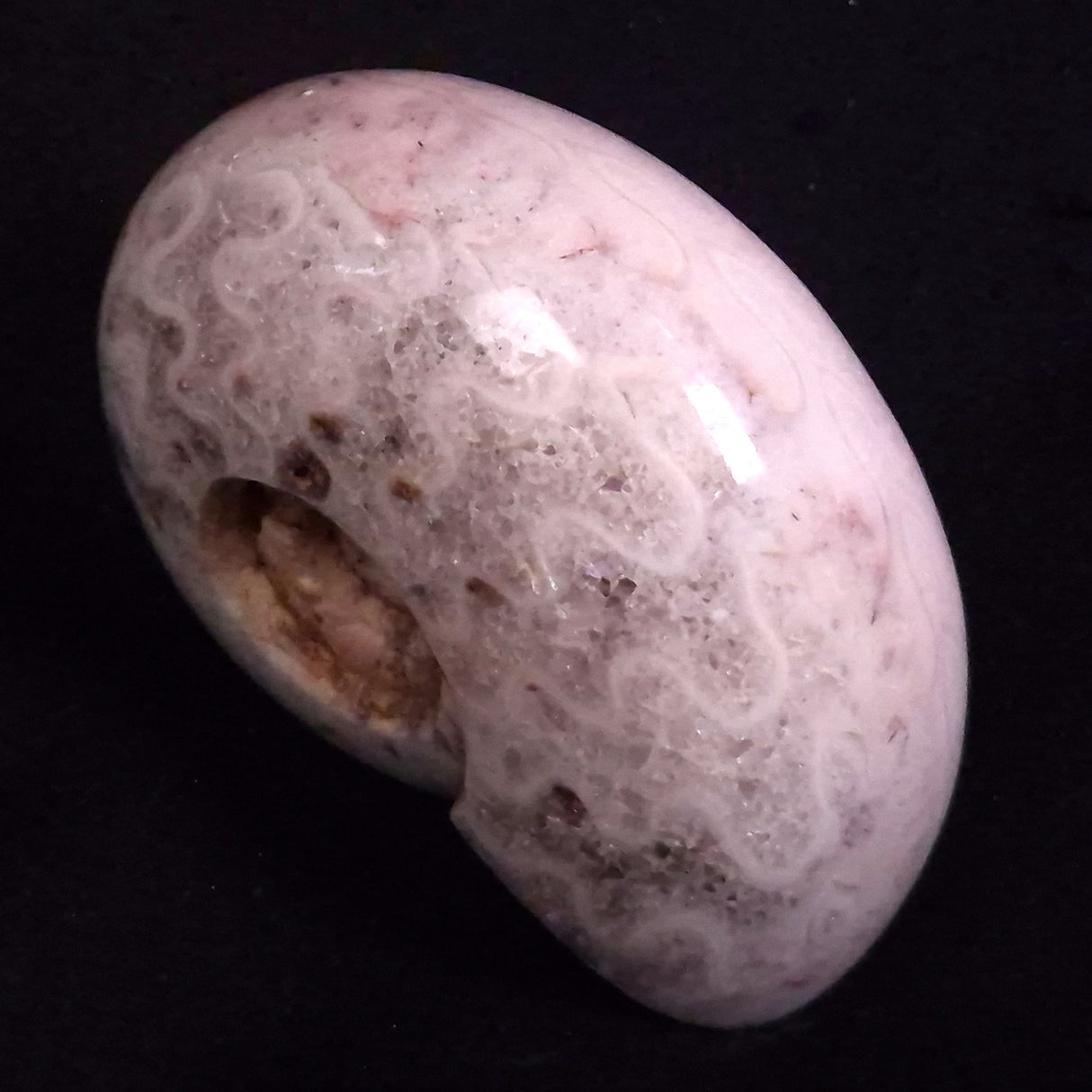 AMMONITE, East Timor XAT046